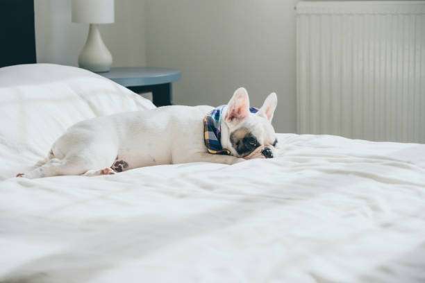Frenchie dog resting on bed in bedroom，lamp shades