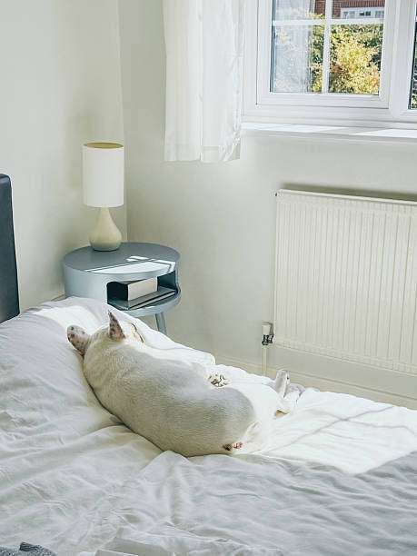 dog sleeps on bed. Table lamp shade desk lamp